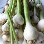 Homegrown garlic