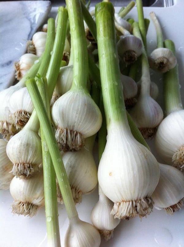 Homegrown garlic