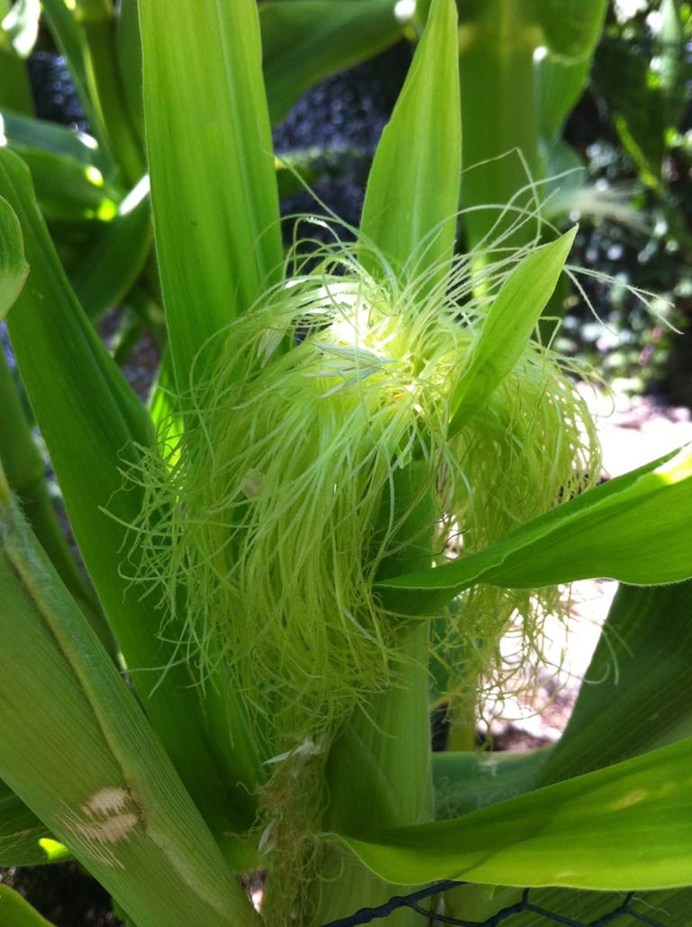 Sweet corn