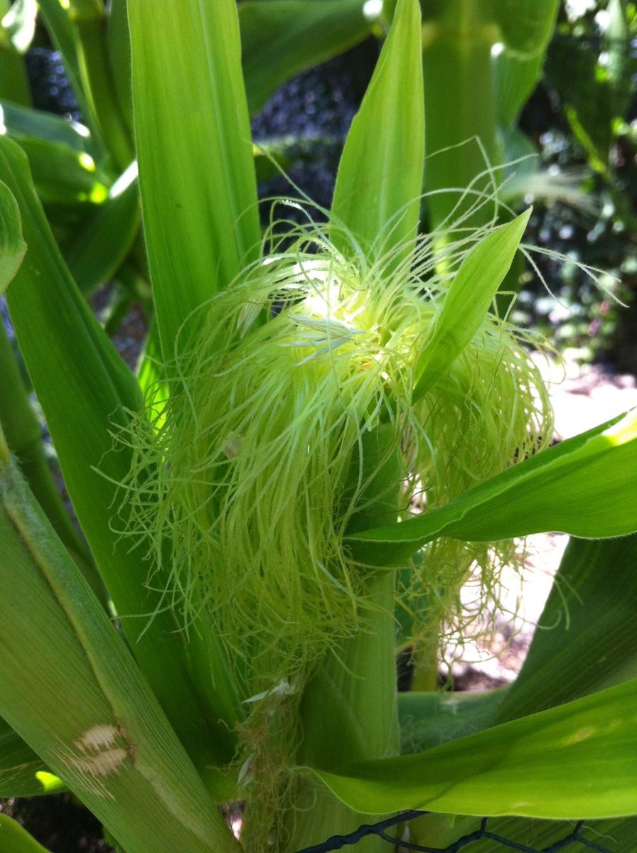 Sweet corn