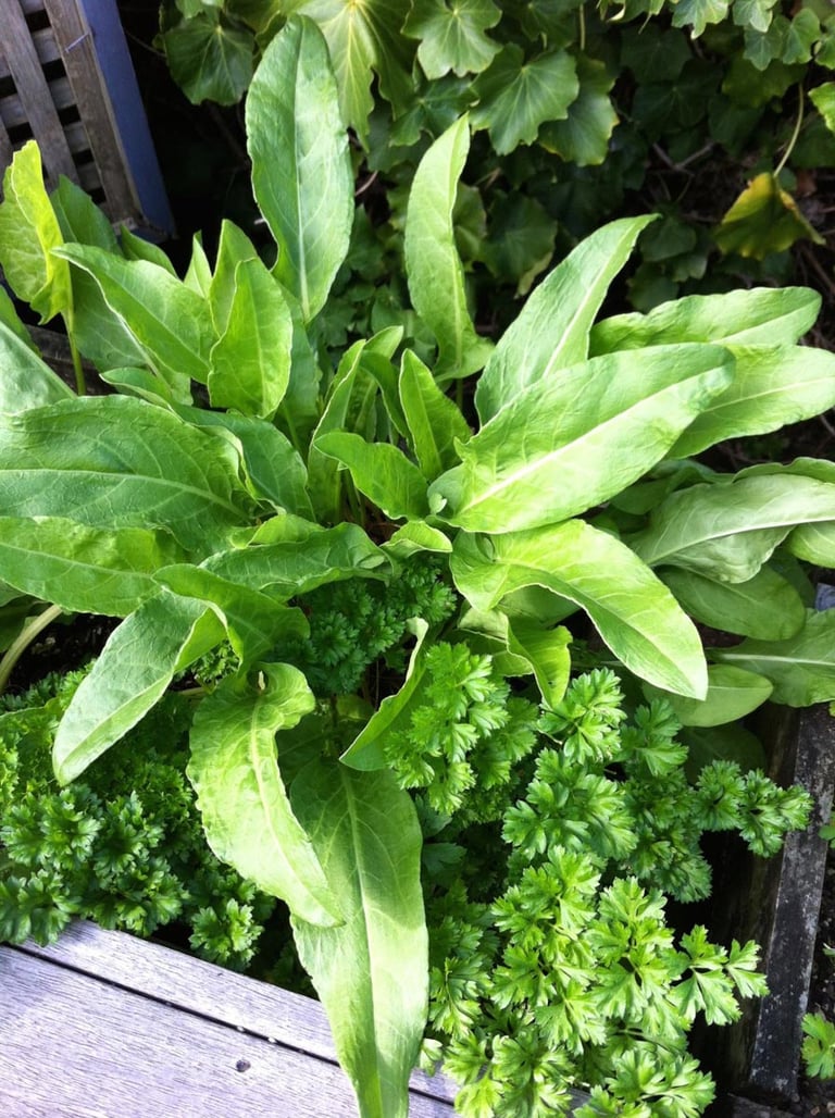 Sorrel