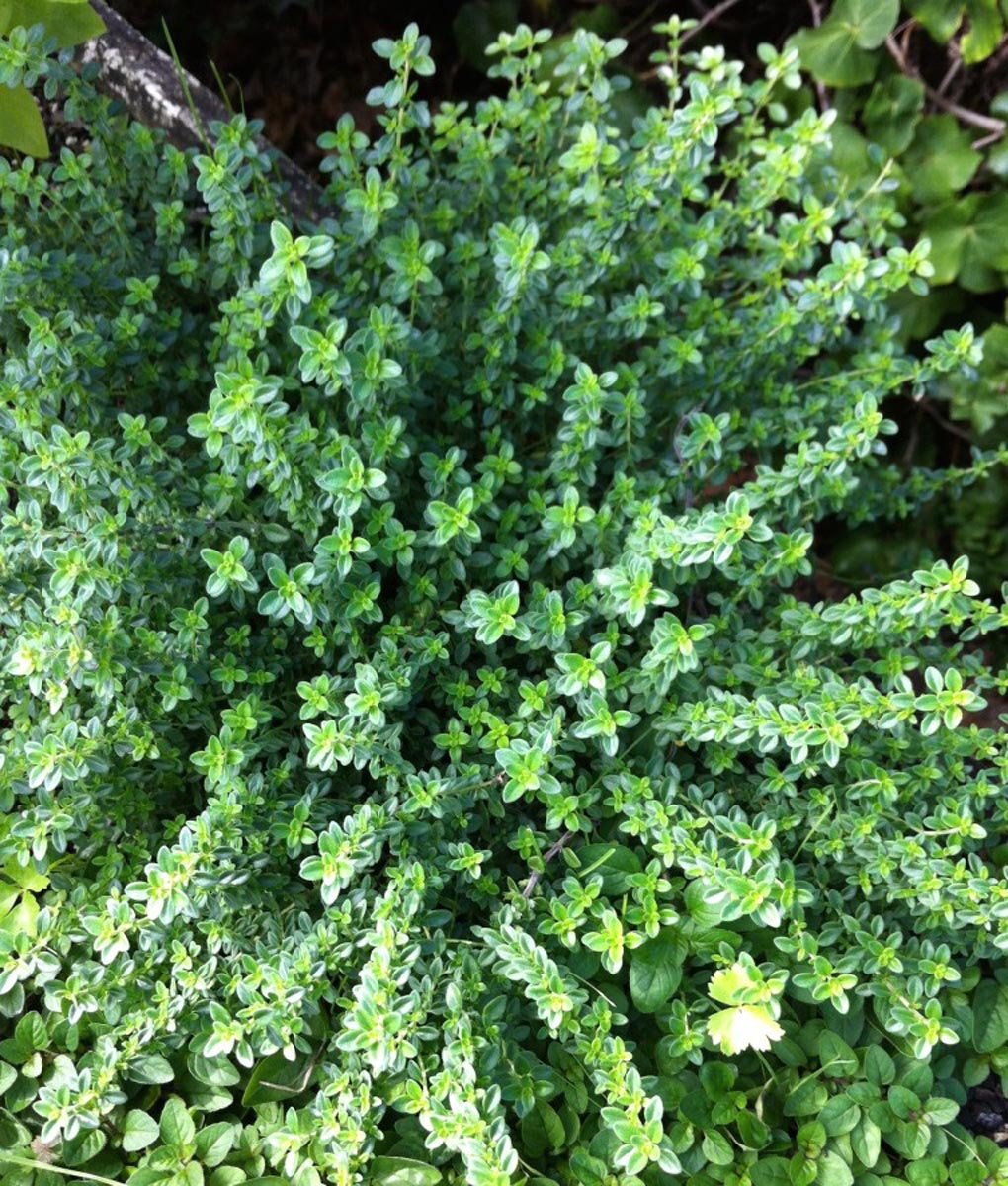 Thyme