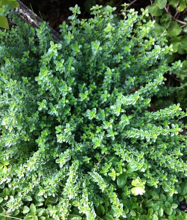Thyme