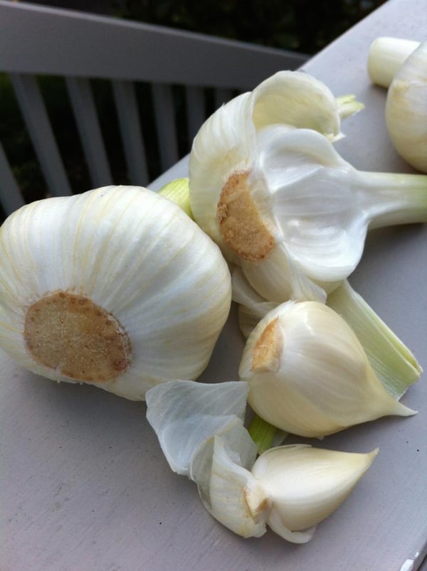 Garlic