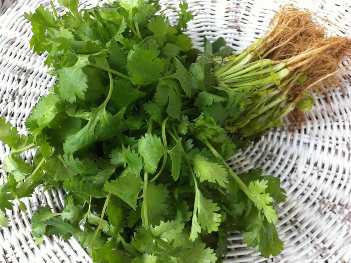 Coriander