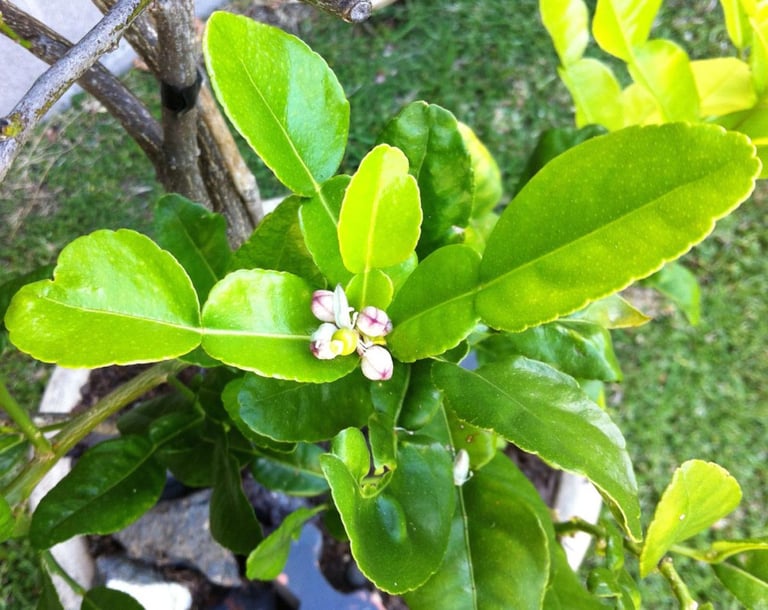 Kaffir lime leaves