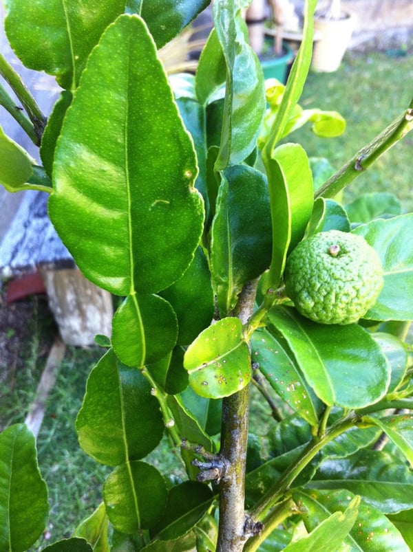 kaffir lime leaves