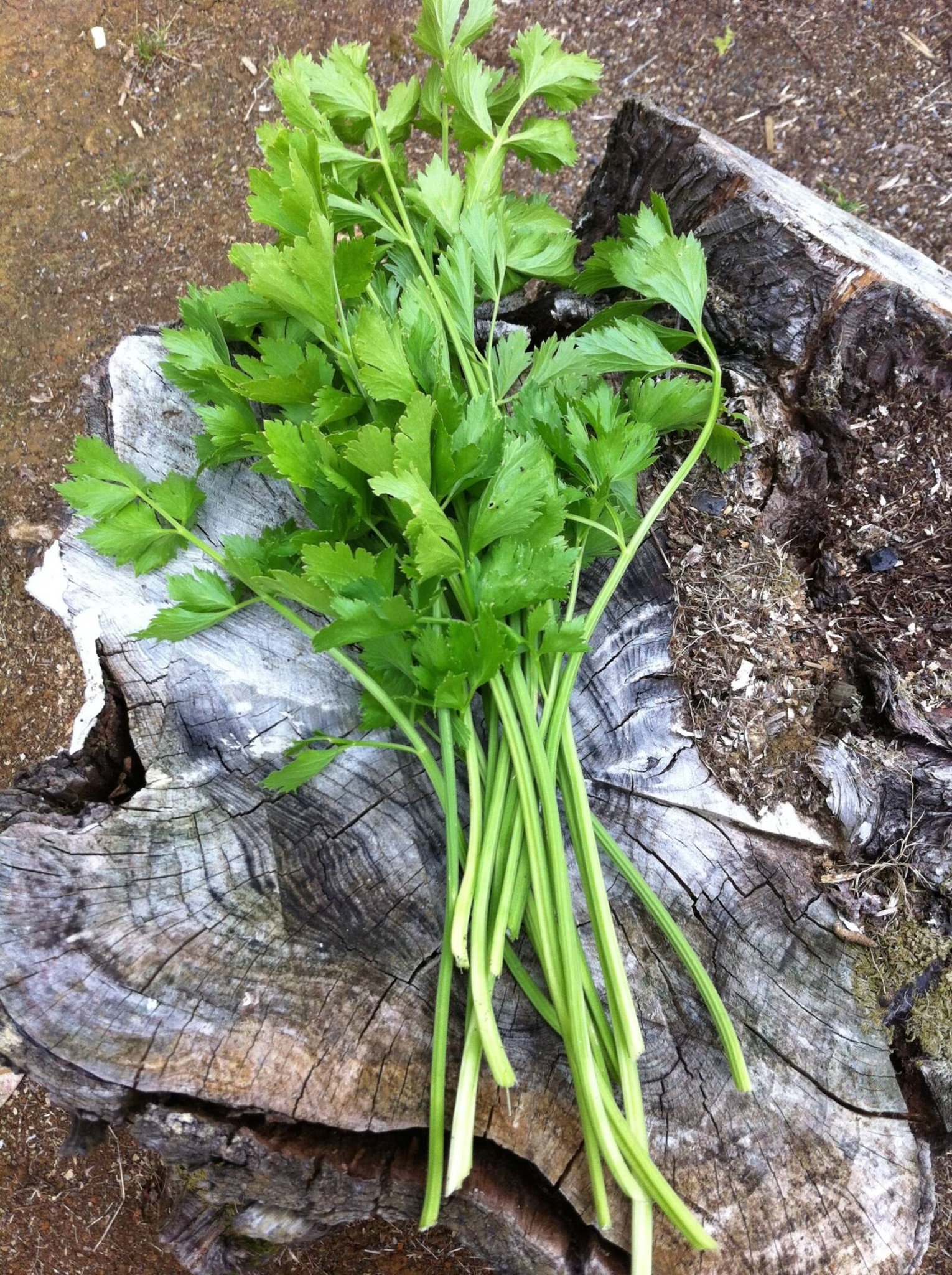 Picked parsley