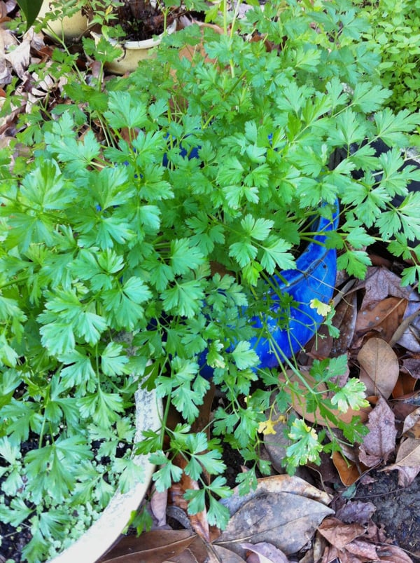 Winter parsley