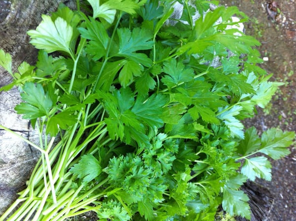Parsley