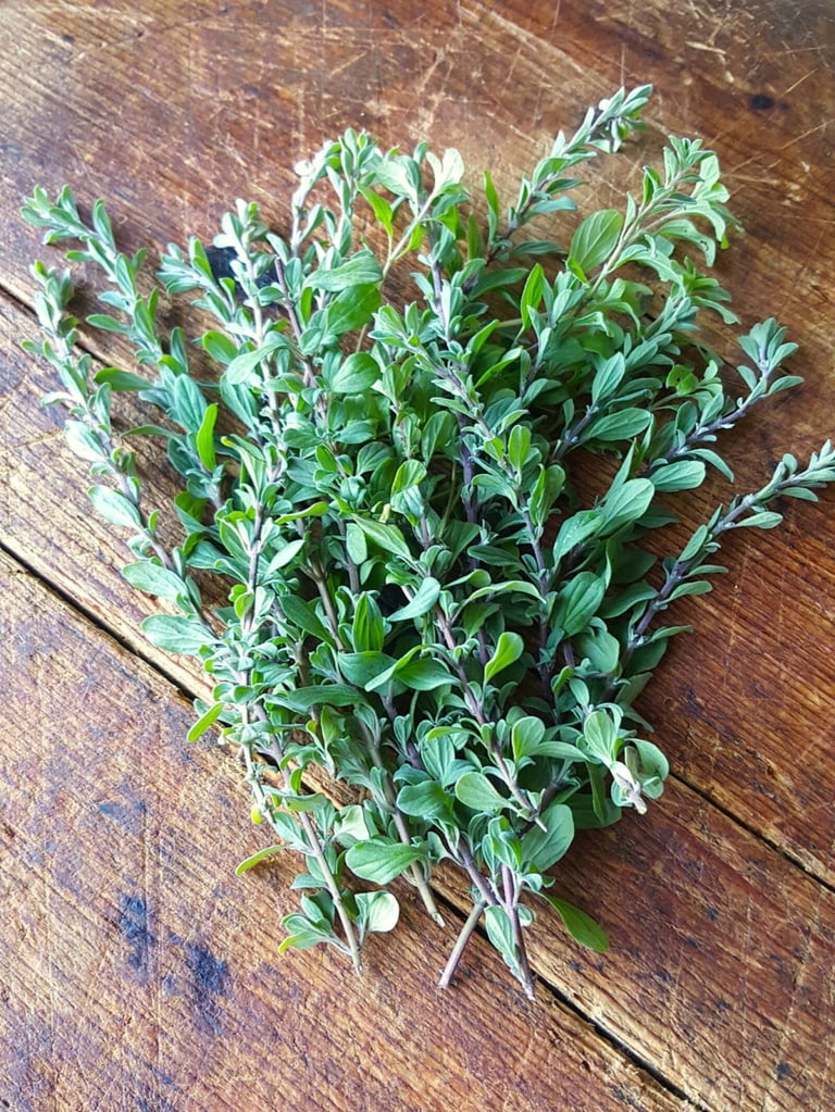 Marjoram