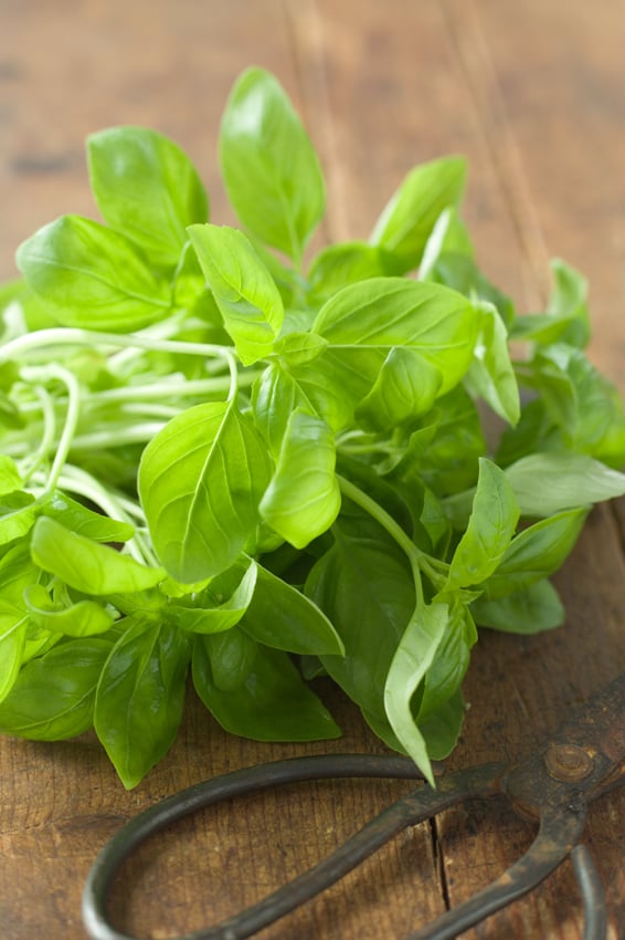 Basil