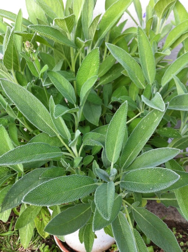 Sage