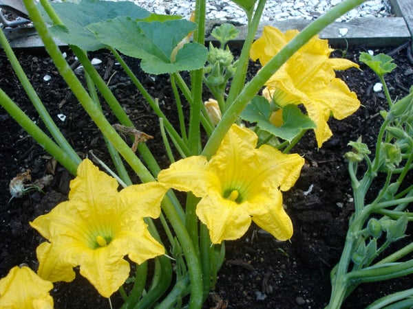 Scallopini flowers