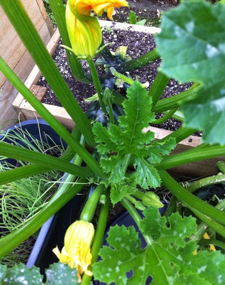 Zucchini (courgettes)