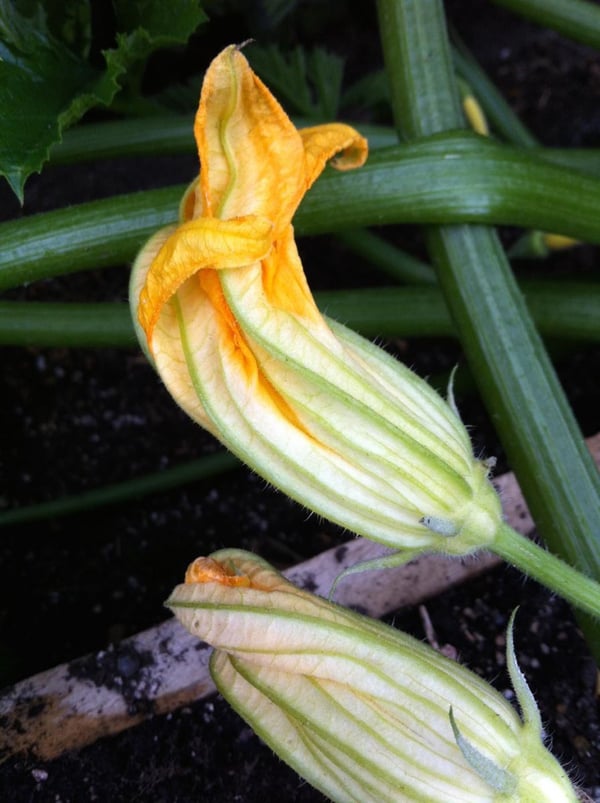 Zucchini flowers