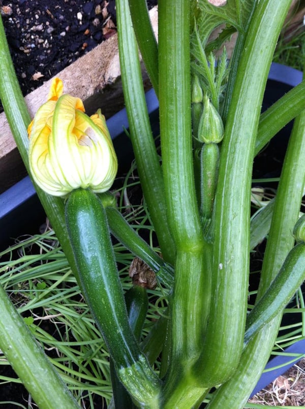 Zucchini