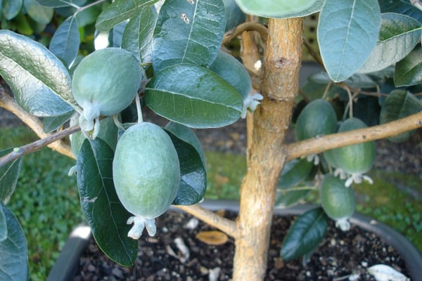 Feijoas
