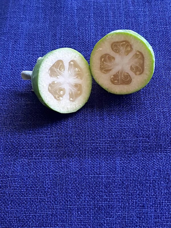 Feijoas