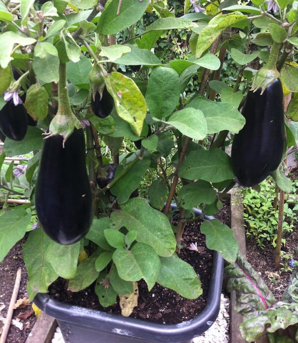 Eggplants in a tub