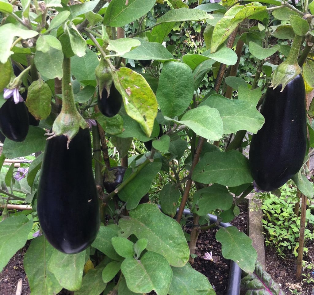 Eggplants in tub