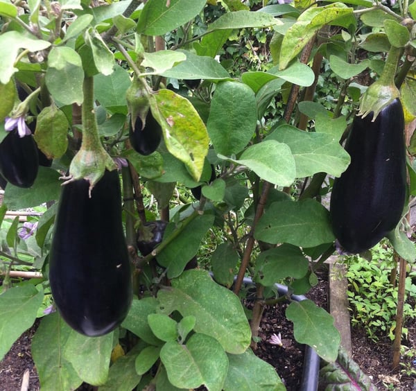 Eggplants in tub