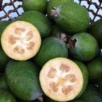 Cut feijoas