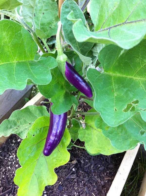 Long eggplants