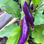 Long eggplants