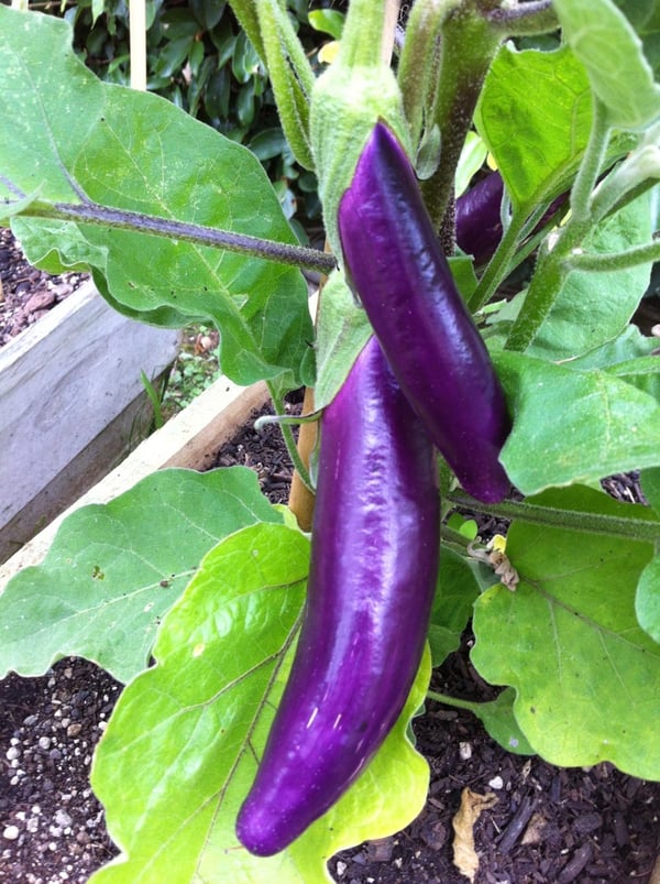 Long eggplants