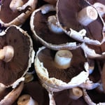 Mushrooms