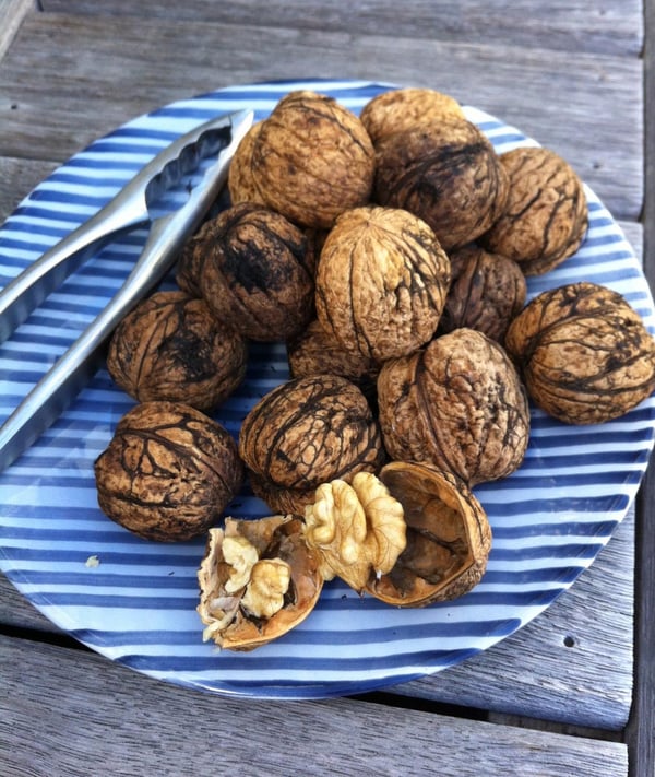 Fresh walnuts