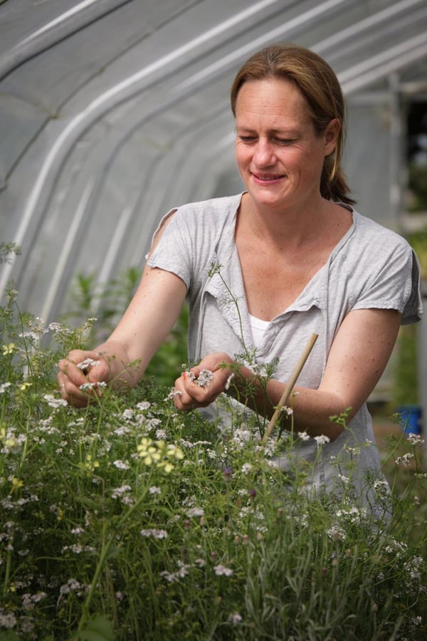 Tamsin Wilson harvesting edible flowers