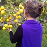 Lemon tree