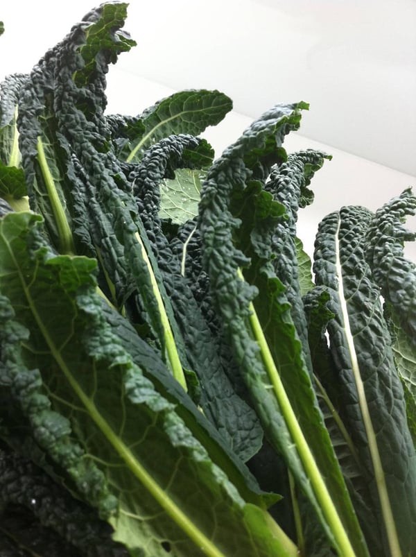 Cavolo nero