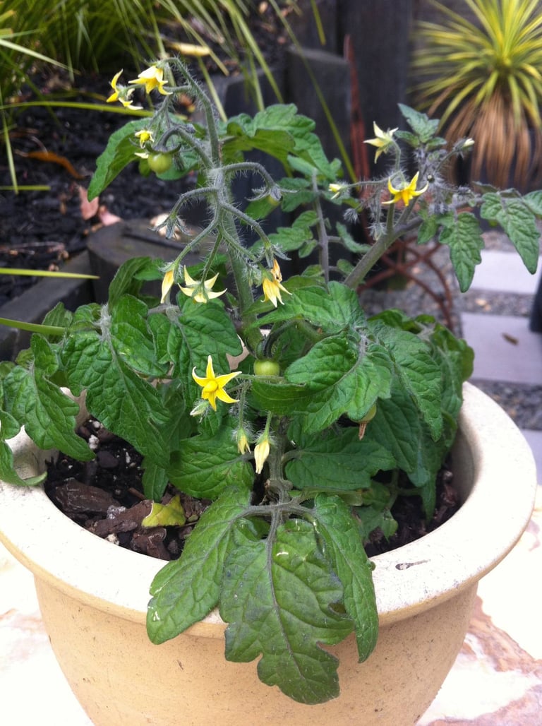 baby tomatoes