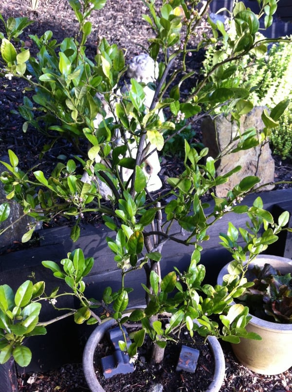 kaffir lime tree