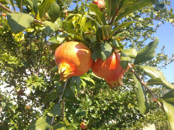 Pomegranates