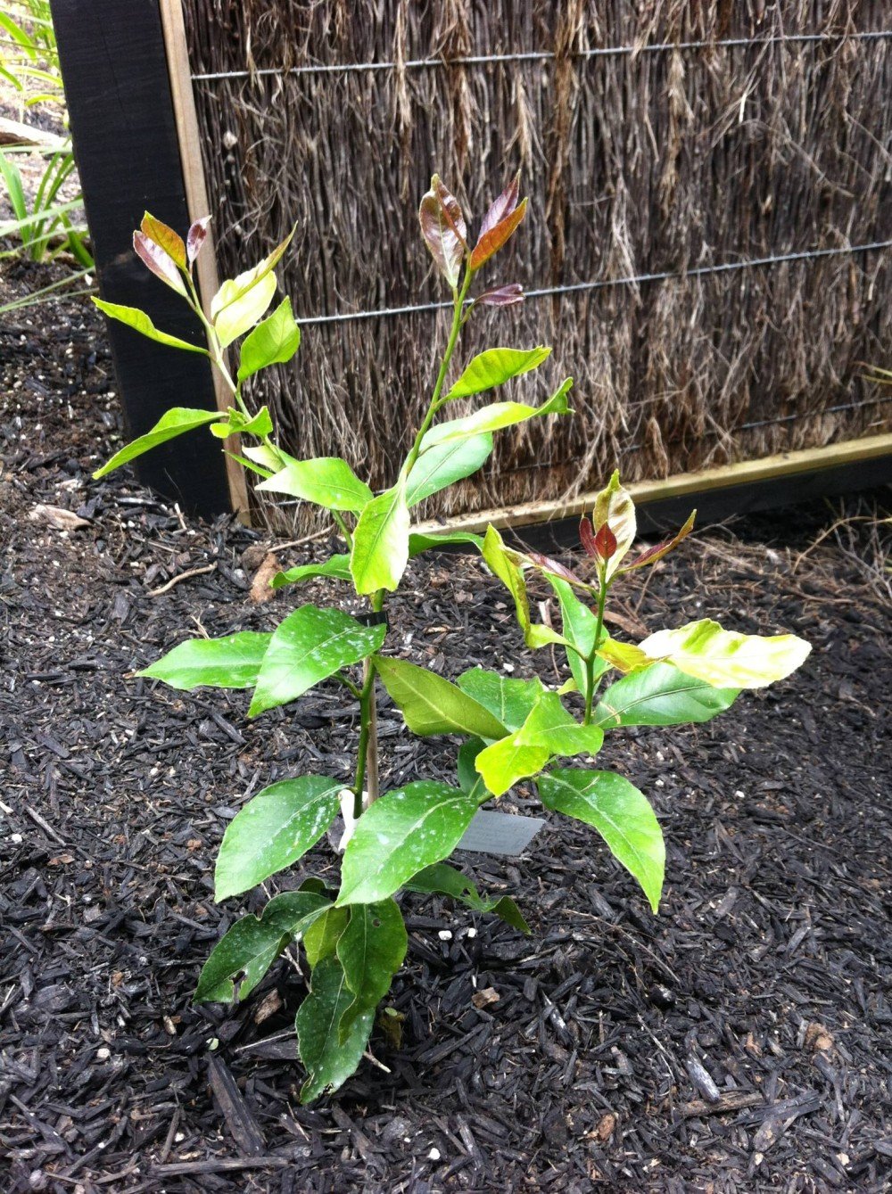 Lemon tree