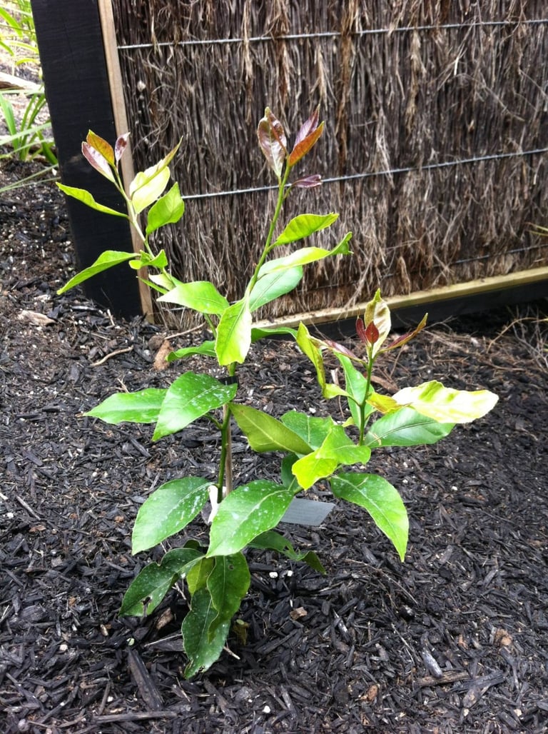 Lemon tree