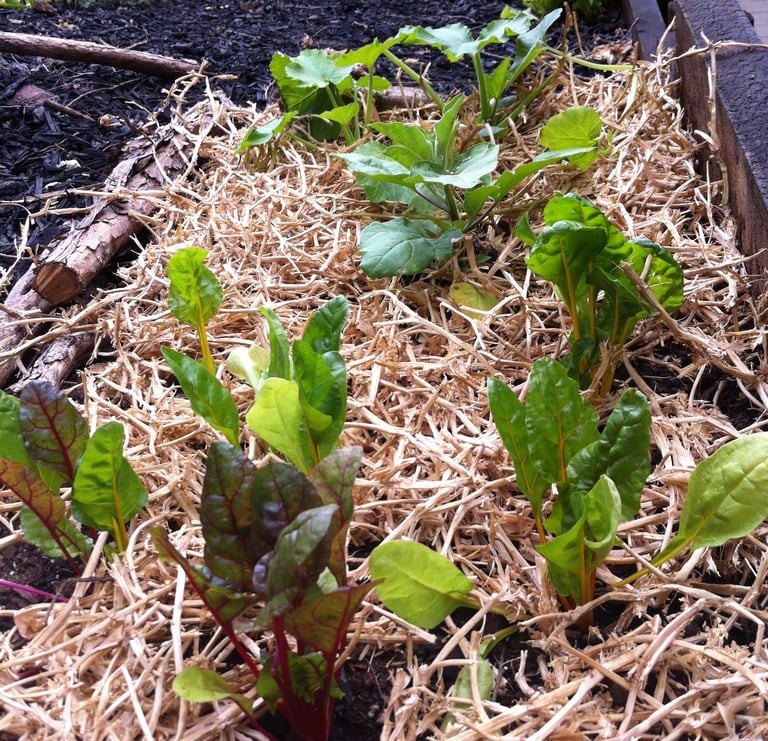 vege in compost