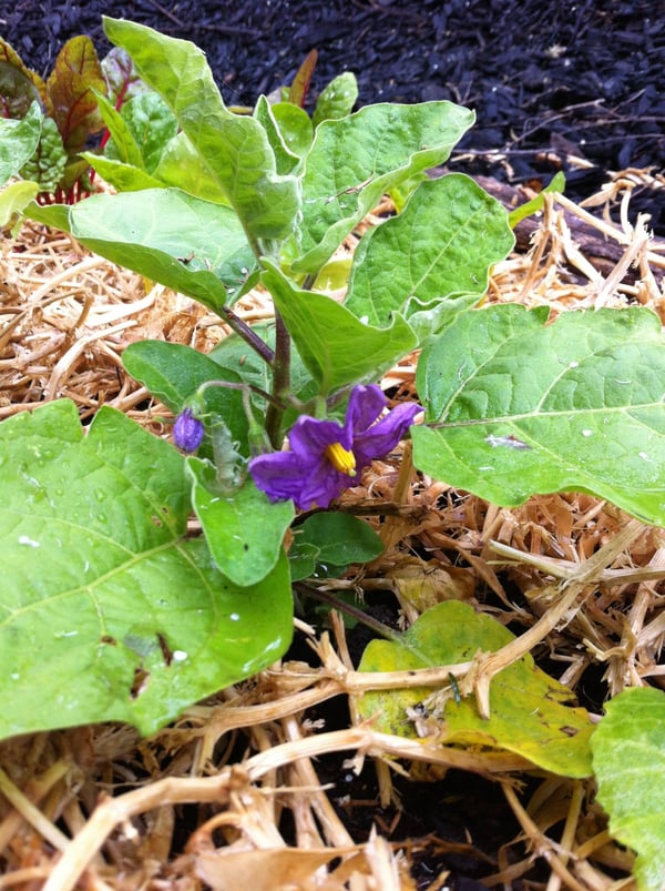 Asian eggplants