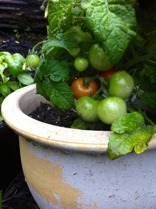 Green cherry tomatoes