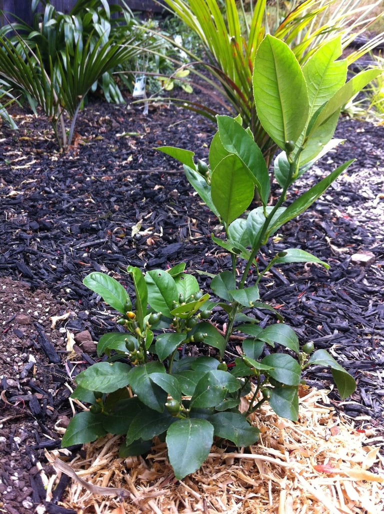 Meyer lemon tree