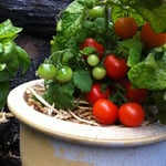 Baby red tomatoes