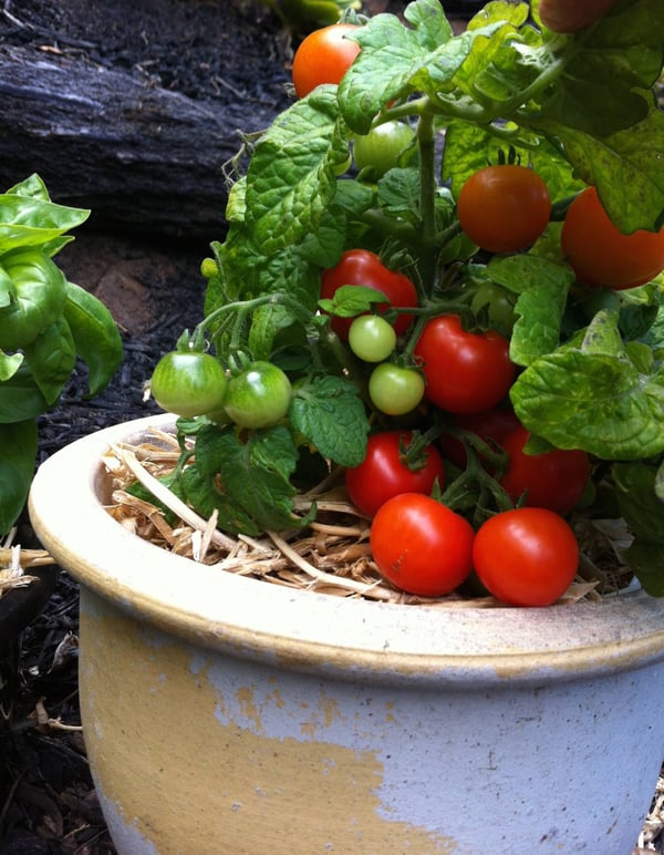 Baby red tomatoes