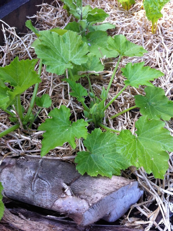 yellow zucchini