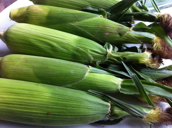 Sweet corn