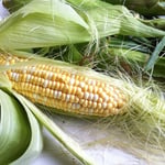 Sweet corn