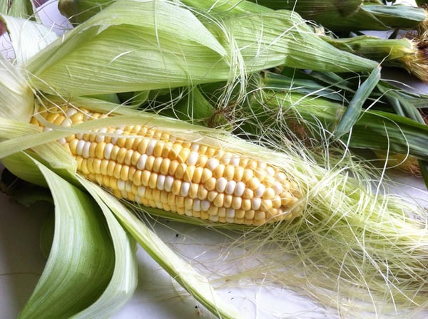 Sweet corn